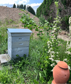 Ollas Abeja y Colmena