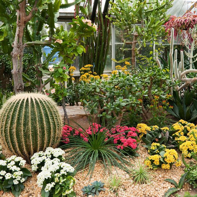 Plantes adaptées à la sécheresse