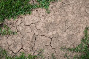 Fighting drought in the garden